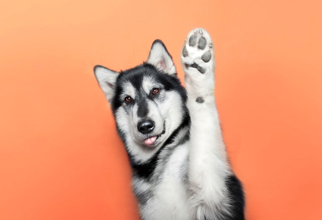 Ilustrasi Anjing Foto: Shutter Stock