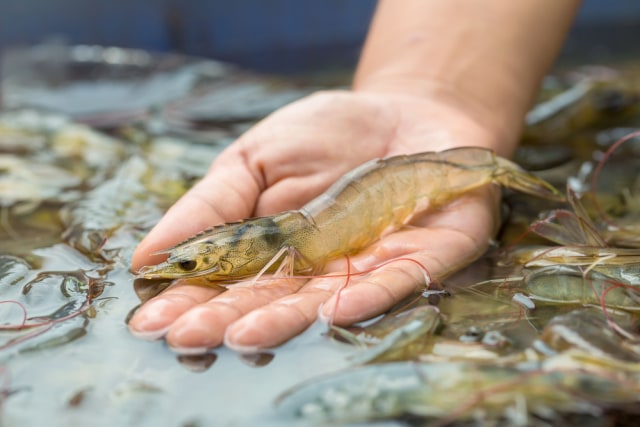 Ilustrasi Udang Foto: Shutterstock
