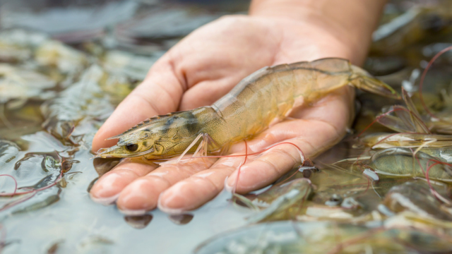 com-Bisnis Budidaya Udang (Foto: Shutterstock)