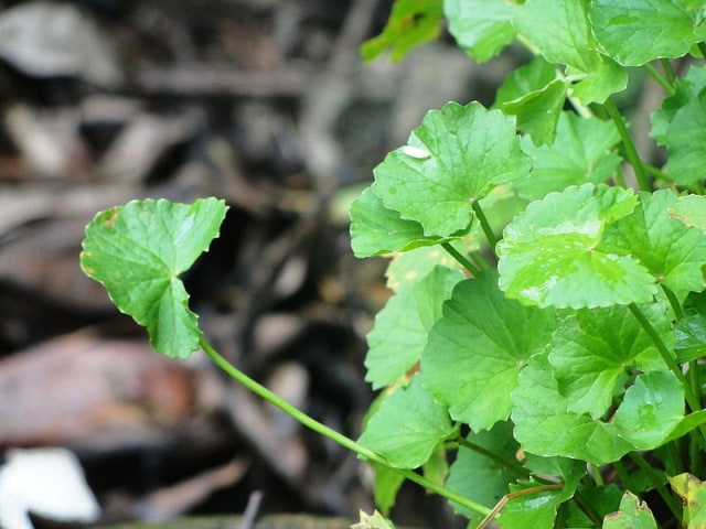 Centella Asiatica. Foto: Dok. Wikimedia Commons
