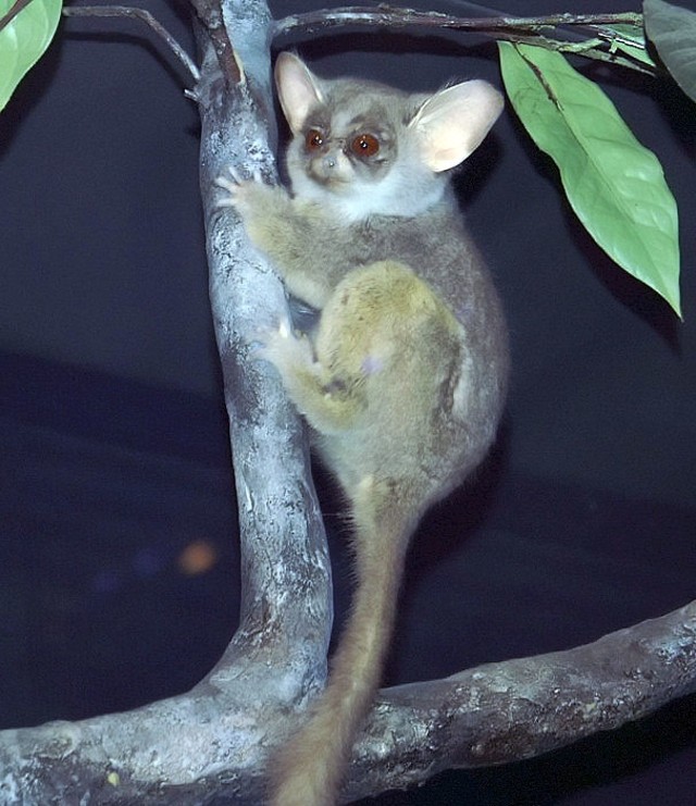 Galago Selatan (Foto: David Stang via Wikimedia Commons)