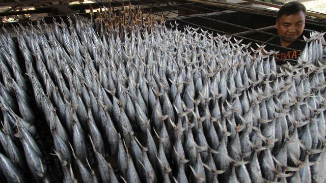 Pekerja menyiapkan ikan cakalang untuk dimasak dengan cara pengasapan. Foto: ANTARA FOTO/Adiwinata Solihin