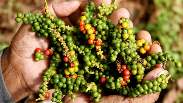 Petani memperlihatkan biji lada yang sudah dipanen. Foto: ANTARA FOTO/Akbar Tado