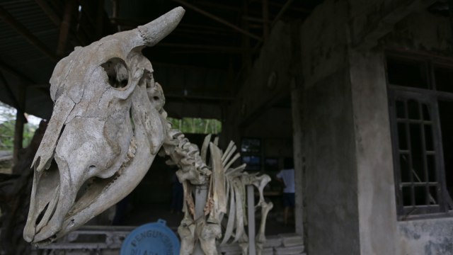 Sapi yang telah menjadi kerangka akibat korban erupsi Gunung Merapi (Foto: Aria Sankhyaadi/kumparan)