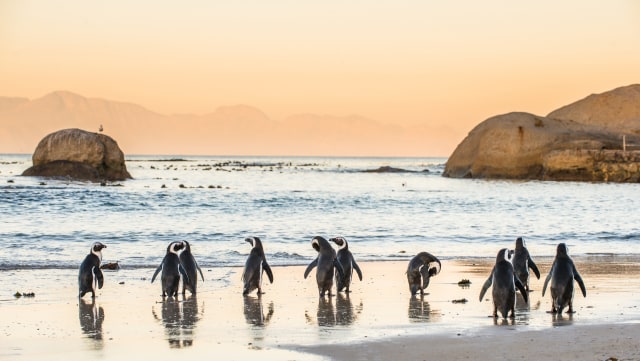 Penguin di Pinggir Pantai Boulder Beach (Foto: Shutter Stock)
