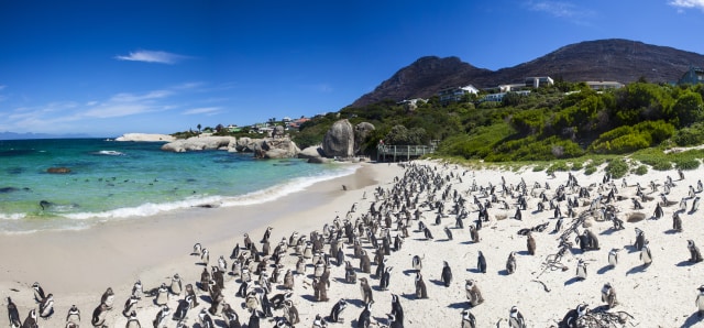 Gerombolan Penguin di Boulder Beach (Foto: Shutter Stock)