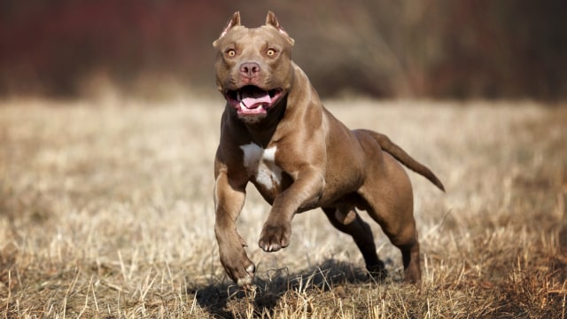 Anjing Pitbull. Foto: Shutterstock