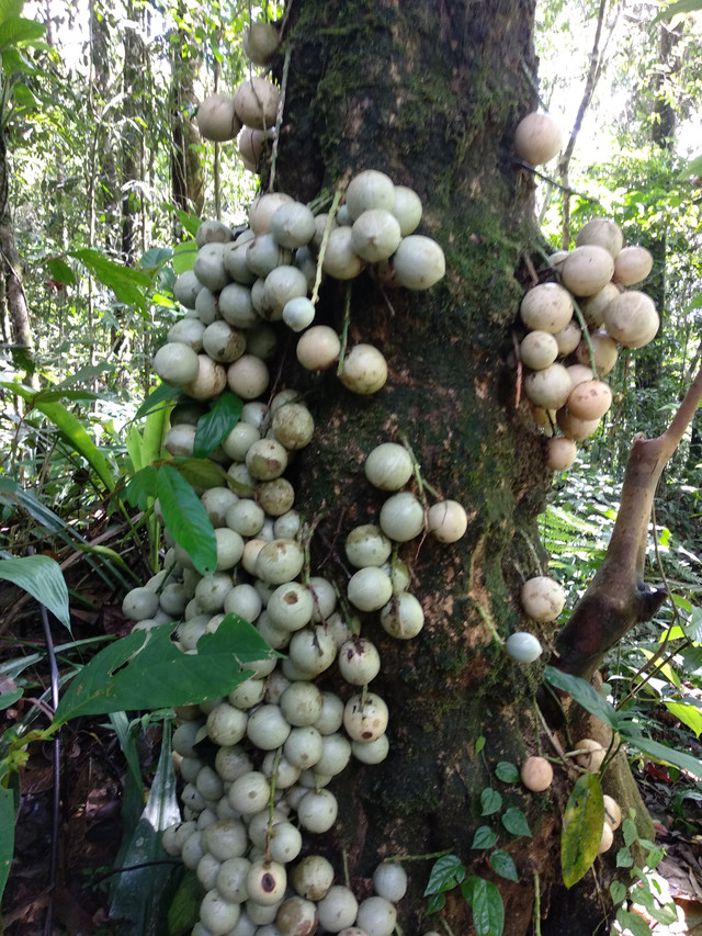 Buah-buahan hutan (Foto: Sumarwan/HII)