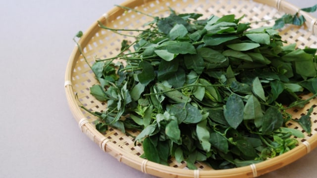 Daun katuk bisa membuat ASI melimpah Foto: Shutterstock