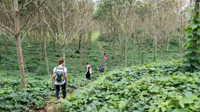 Jalur trekking di Agrowisata Kaliklatak  (Foto: Flickr/francis57a13)