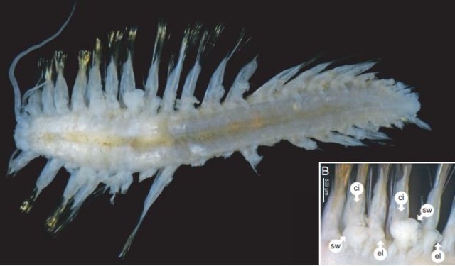 Cacing Laut Hodor hodor. (Foto: Paulo Bonifácio and Lénaïck Menot via Zoological Journal of the Linnean Society)