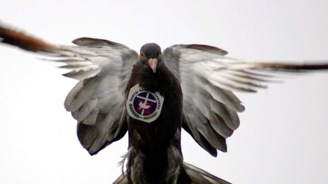 Merpati dengan simbol Partai Damai Sejahtera (PDS) pada kampanye pemilu di Surabaya, 30 Maret 2004. (Foto: AFP/Uglu)