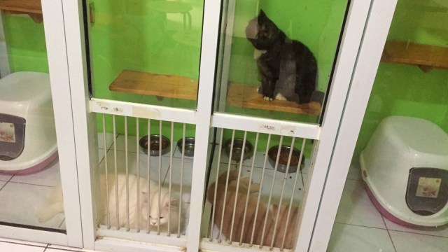 Penitipan kucing di Meeow House. (Foto: Elsa Olivia/kumparan)