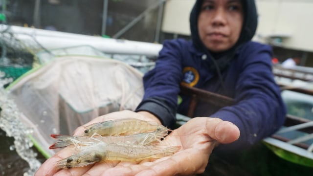 Badan Riset dan Sumber Daya Manusia (BRSDM) Kementerian Kelautan dan Perikanan (KKP) menunjukan udang vaname  yang di budidaya dengan teknologi Microbubble. (Foto: Iqbal Firdaus/kumparan)