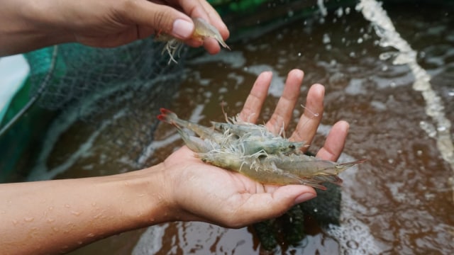 Badan Riset dan Sumber Daya Manusia (BRSDM) Kementerian Kelautan dan Perikanan (KKP) menunjukan udang vaname  yang di budidaya dengan teknologi Microbubble. (Foto: Iqbal Firdaus/kumparan)
