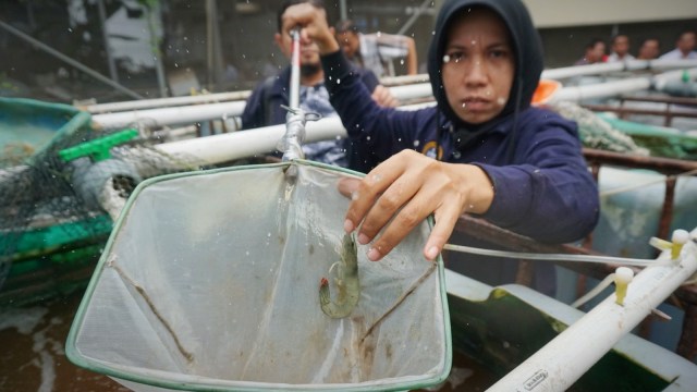 Badan Riset dan Sumber Daya Manusia (BRSDM) Kementerian Kelautan dan Perikanan (KKP) menunjukan udang vaname  yang di budidaya dengan teknologi Microbubble. (Foto: Iqbal Firdaus/kumparan)