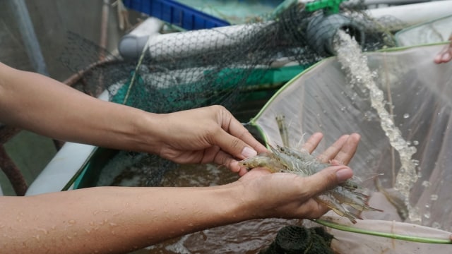 Badan Riset dan Sumber Daya Manusia (BRSDM) Kementerian Kelautan dan Perikanan (KKP) menunjukan udang vaname  yang di budidaya dengan teknologi Microbubble. (Foto: Iqbal Firdaus/kumparan)