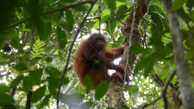 Orangutan Kika dikembalikan ke alam liar di Kalimantan pada 19 Desember 2018. (Foto: Indrayana/BOSF 2018)