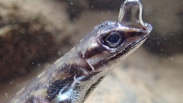 Kadal anole dalam air (Foto: Lindsey Swierk)