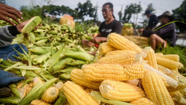 Petani memanen jagung di Panyileukan, Bandung. (Foto: ANTARA FOTO/Raisan Al Farisi)
