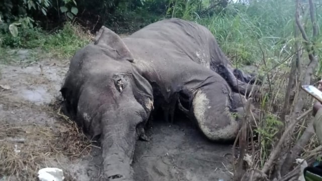 BKSDA Temukan Gajah Liar Mati Tanpa Gading di Bener Meriah. (Foto: Dok. BKSDA Aceh)