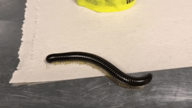 Kaki Seribu Ditemukan Petugas Bandara Internasional Hartsfield-Jackson Atlanta (Foto: Twitter @CBP Southeast)