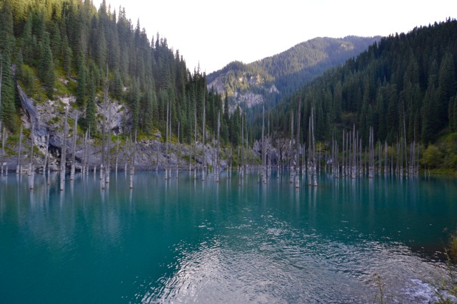 Batang yang Muncul di Permukaan Danau Kaidy, Kazakhstan (Foto: Flickr / Paul Jeannin)