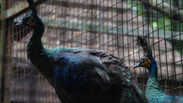 Satwa yang ada di Kebun Binatang Ragunan, Jakarta, Selasa, (1/1/19). (Foto: Irfan Adi Saputra/kumparan)