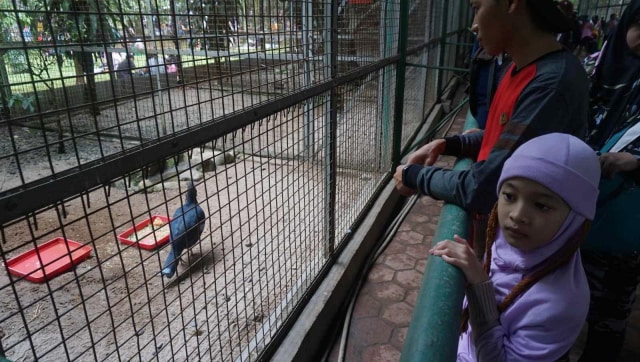 Sejumlah pengunjung melihat satwa yang ada di Kebun Binatang Ragunan, Jakarta, Selasa, (1/1/19). (Foto: Irfan Adi Saputra/kumparan)