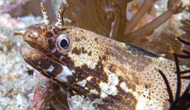 Gymnothorax longinaris di Pulau Seraya Besar, Flores. (Foto: M.V. Erdmann via International Journal of Ichthyology)