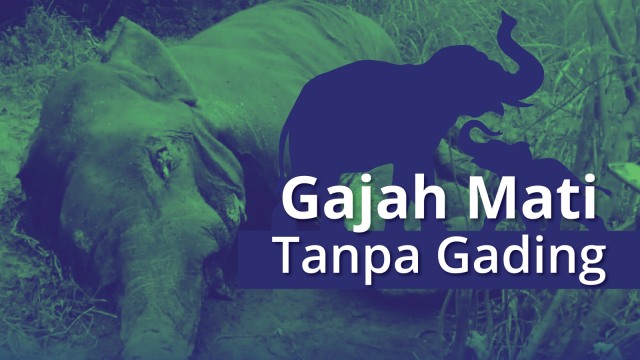 Gajah mati tanpa gading (Foto: Putri Sarah Arifira/kumparan)