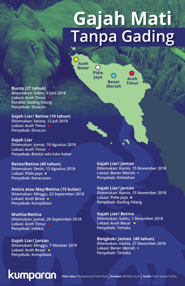 Gajah mati tanpa gading. (Foto: Putri Sarah Arifira/kumparan)