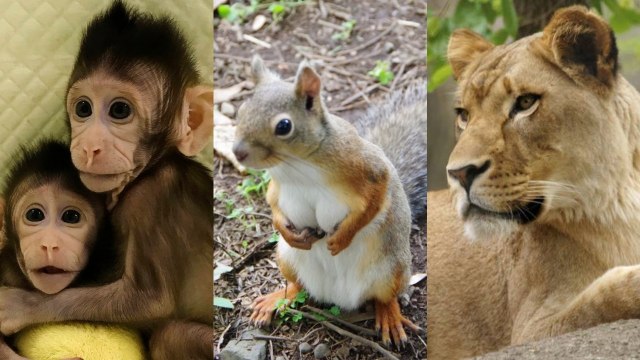 Hewan yang bikin heboh di 2018. (Foto: Berbagai Sumber)