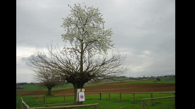 Bialbero de Casorzo, Pohon Ganda di Italia