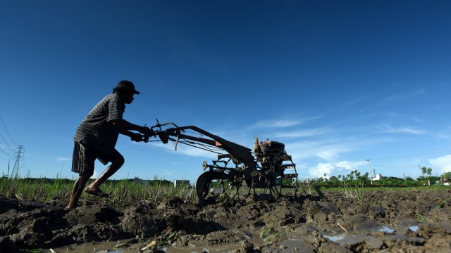Ilustrasi masyarakat yang memanfaatkan kekayaan agraria. Foto: ANTARA FOTO/Yusran Uccang