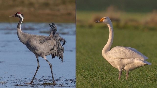 5 Burung yang Sanggup Terbang Tinggi
