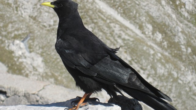 5 Burung yang Sanggup Terbang Tinggi (1)