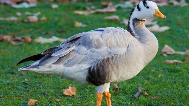 5 Burung yang Sanggup Terbang Tinggi (3)