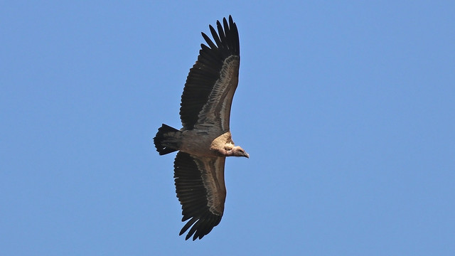 5 Burung yang Sanggup Terbang Tinggi (5)