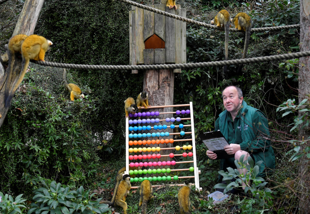 Petugas saat mensensus monyet squirrel di Kebun Binatang ZSL London. (Foto: REUTERS / Toby Melville)