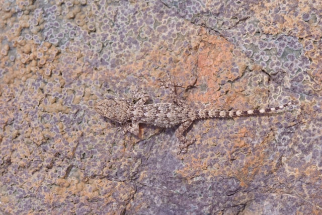 Ilustrasi Tokek. (Foto: Flickr/pitschuni)