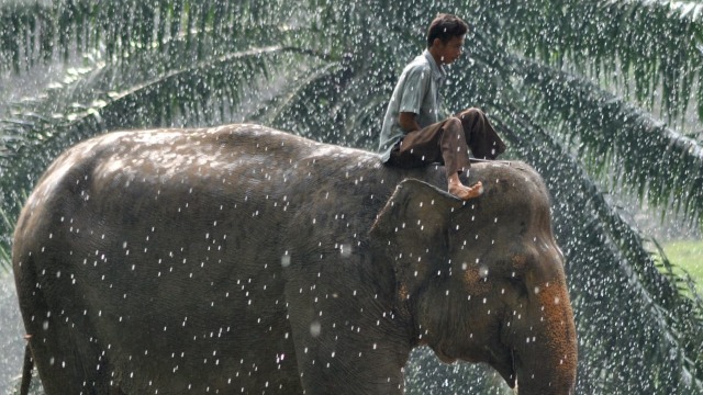 Siti ditunggangi  pawangnya Alex, saat berjalan menyusuri wahana Gajah di Medan Zoo (Foto:  Rahmat Utomo /kumparan)