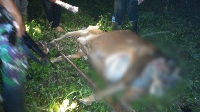 Sapi korban serangan harimau Sumatera yang turun ke Desa Peunaron Lama, Kecamatan Peunaron, Aceh Timur, Minggu (6/1). (Foto: Dok. BKSDA)