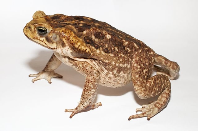 Katak tebu beracun. (Foto: brian.gratwicke via Wikimedia Commons)