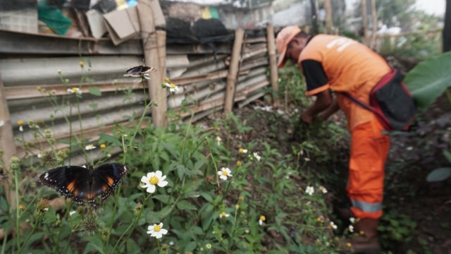 Seorang petugas PPSU memberikan perawatan ke sejumlah tanaman di Kelurahan Cipinang Melayu, Makasar, Jakarta Timur, Kamis (7/1).  (Foto: Iqbal Firdaus/kumparan)