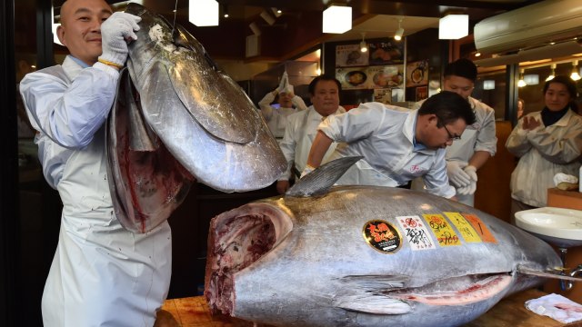 Karyawan restoran sushi Sushi-Zanmai memotong tuna sirip biru seharga Rp 44 miliar di Tokyo, Jepang. (Foto: AFP/KAZUHIRO NOGI)