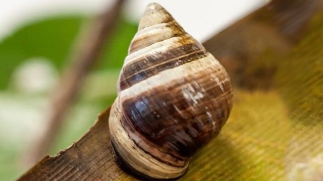 George, siput pohon Hawaii terakhir di dunia, mati saat hari tahun baru 2019 di usia 14 tahun. (Foto: Hawaii Department of Land and Natural Resource)