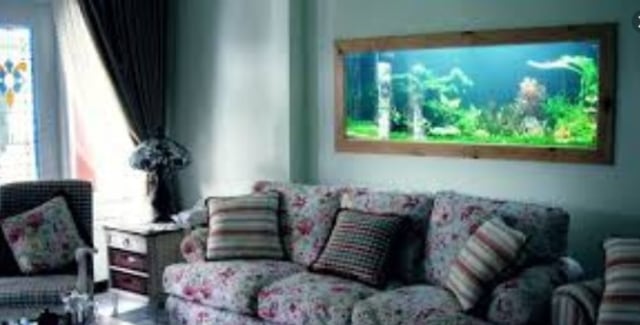 4 Jenis Anubias Aquascape yang Cocok Untuk Mempercantik Interior Rumah Minimalis Anda