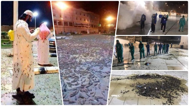 Jutaan jangkrik keluar dari lubang bawah tanah di sekitar Masjidil haram. (Foto: Twitter)