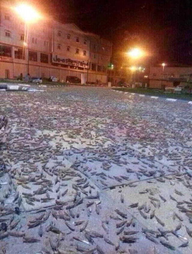 Jutaan jangkrik keluar dari lubang bawah tanah di sekitar Masjidil haram. (Foto: Twitter)